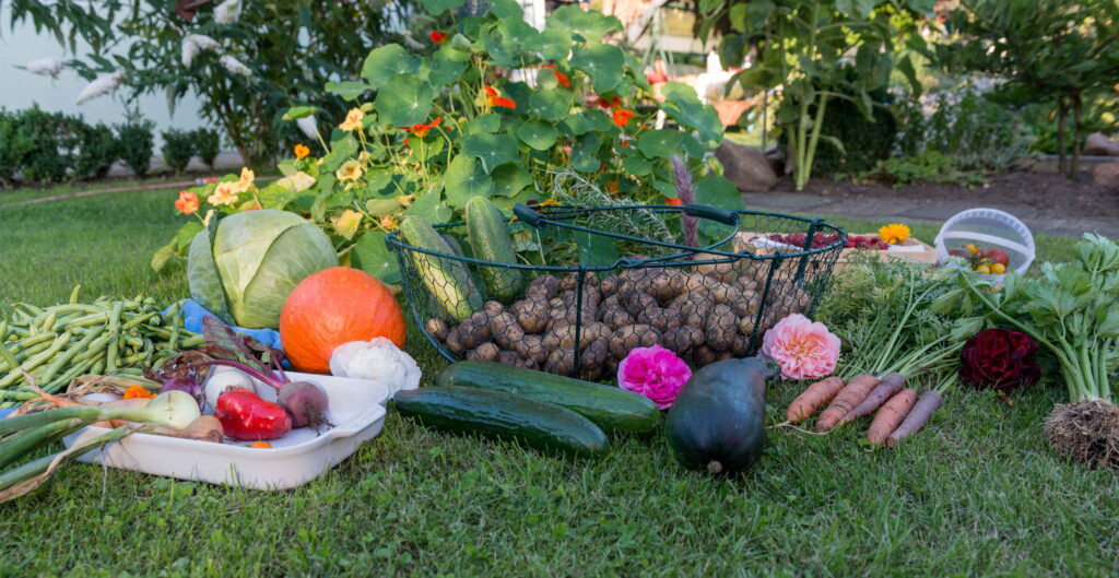 autumn harvest garden vegetables 1fb14938e07f1d321f073792bd4635ea